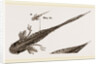Tadpole at 22 and 37 days by Anonymous
