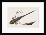 Tadpole at 22 and 37 days by Anonymous