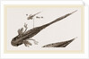 Tadpole at 22 and 37 days by Anonymous