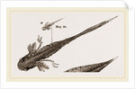 Tadpole at 22 and 37 days by Anonymous