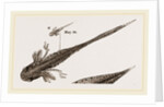 Tadpole at 22 and 37 days by Anonymous