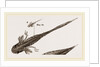 Tadpole at 22 and 37 days by Anonymous