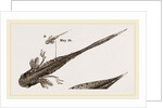 Tadpole at 22 and 37 days by Anonymous