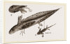 Tadpole at 22 and 37 days by Anonymous