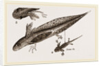 Tadpole at 22 and 37 days by Anonymous