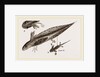 Tadpole at 22 and 37 days by Anonymous