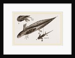 Tadpole at 22 and 37 days by Anonymous