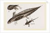 Tadpole at 22 and 37 days by Anonymous