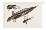 Tadpole at 22 and 37 days by Anonymous