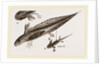 Tadpole at 22 and 37 days by Anonymous