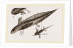 Tadpole at 22 and 37 days by Anonymous