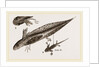 Tadpole at 22 and 37 days by Anonymous