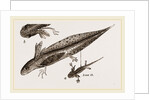 Tadpole at 22 and 37 days by Anonymous