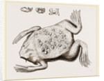 Surinam Toad by Anonymous