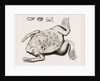 Surinam Toad by Anonymous