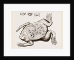 Surinam Toad by Anonymous