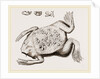 Surinam Toad by Anonymous