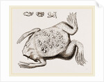 Surinam Toad by Anonymous