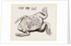 Surinam Toad by Anonymous