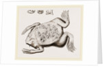 Surinam Toad by Anonymous