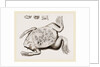 Surinam Toad by Anonymous