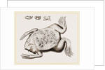 Surinam Toad by Anonymous