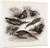 British Water Newts by Anonymous