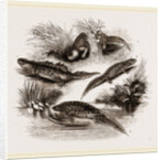British Water Newts by Anonymous