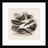 British Water Newts by Anonymous