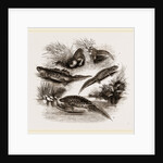 British Water Newts by Anonymous