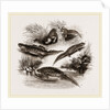 British Water Newts by Anonymous