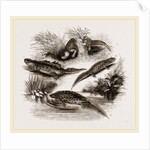 British Water Newts by Anonymous