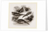 British Water Newts by Anonymous