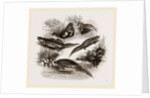 British Water Newts by Anonymous