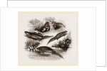 British Water Newts by Anonymous