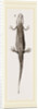 Common Smooth Newts by Anonymous