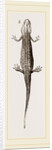Common Smooth Newts by Anonymous