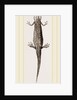 Common Smooth Newts by Anonymous