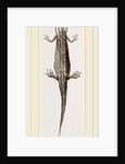 Common Smooth Newts by Anonymous