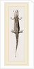 Common Smooth Newts by Anonymous