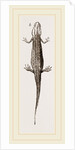 Common Smooth Newts by Anonymous