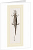 Common Smooth Newts by Anonymous