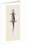Common Smooth Newts by Anonymous