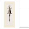 Common Smooth Newts by Anonymous