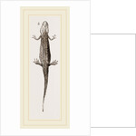 Common Smooth Newts by Anonymous