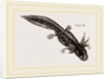 Last stage of Young Water Newt by Anonymous