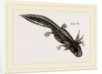 Last stage of Young Water Newt by Anonymous