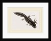 Last stage of Young Water Newt by Anonymous