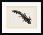 Last stage of Young Water Newt by Anonymous