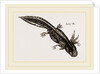Last stage of Young Water Newt by Anonymous